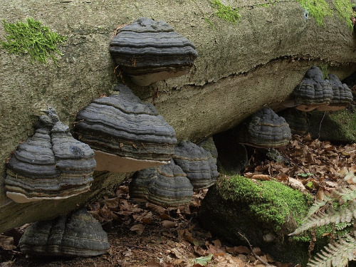 Fomes fomentarius - Zunderschwamm