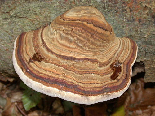 Fomes fomentarius - Zunderschwamm
